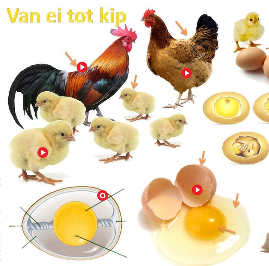 servet Doornen seks Van ei tot kip! – ict-platform.be